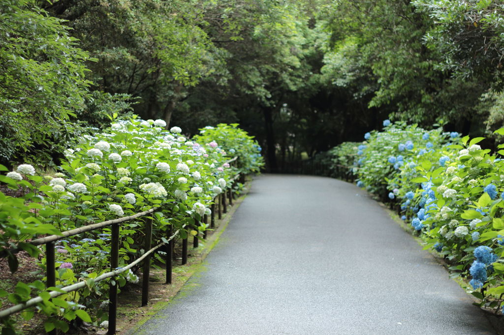 心躍る小路