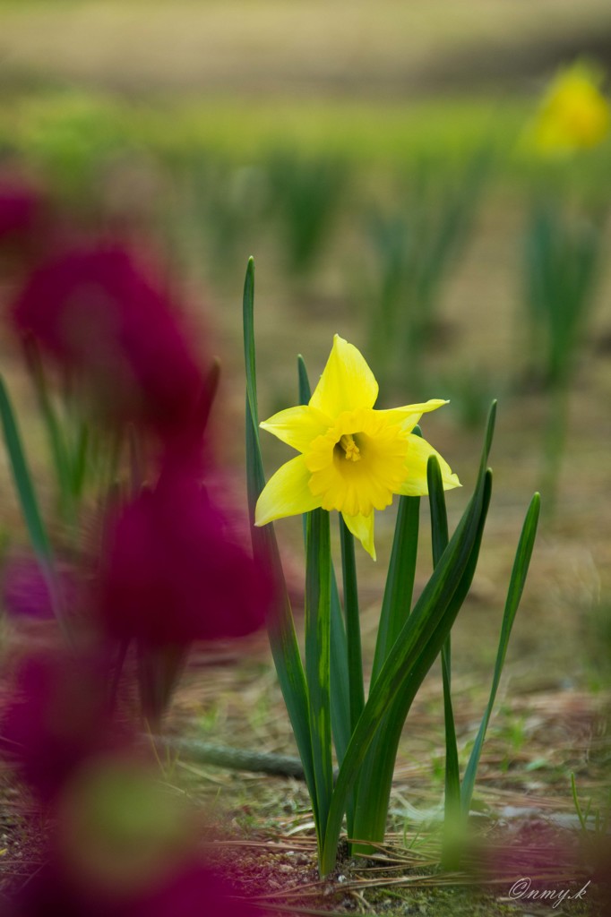 黄色いスイセン