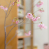 お花見