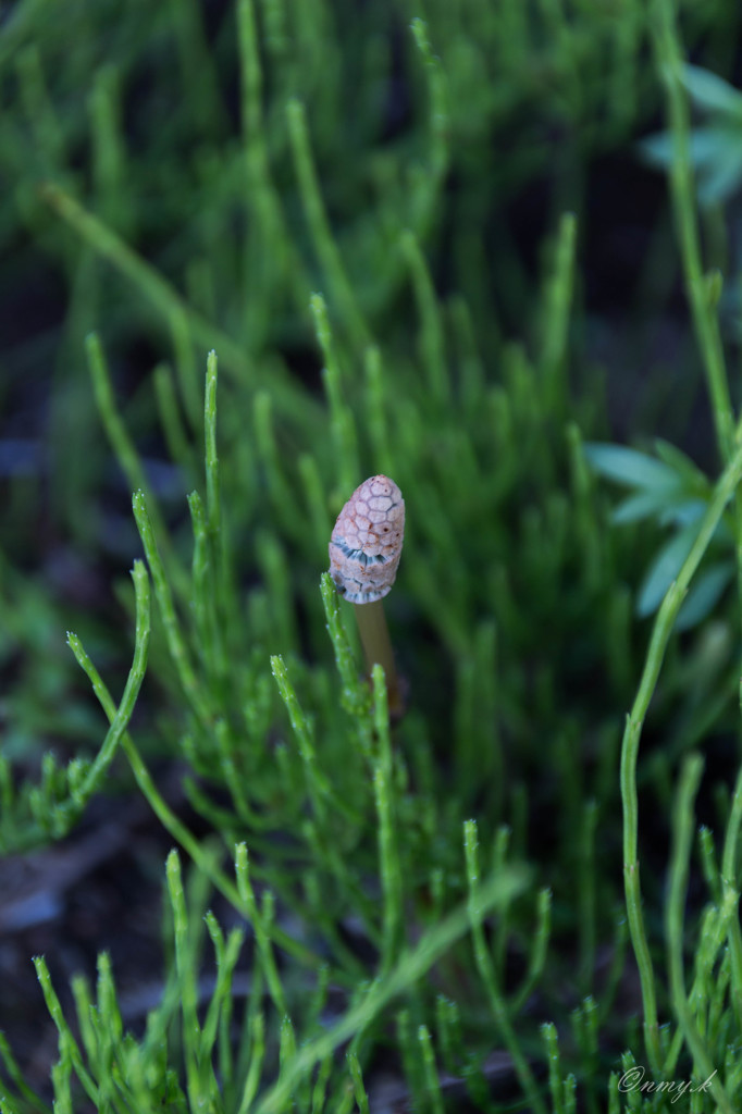 やっと見つけた♪