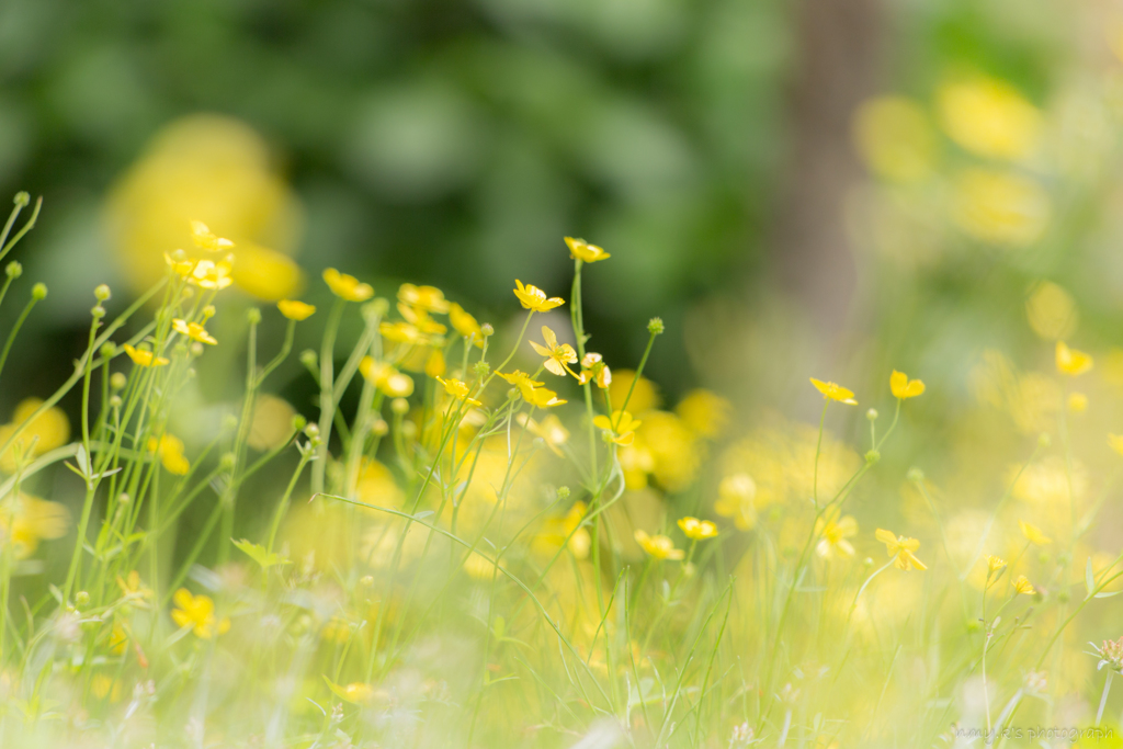 朝の花7