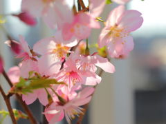 陽光