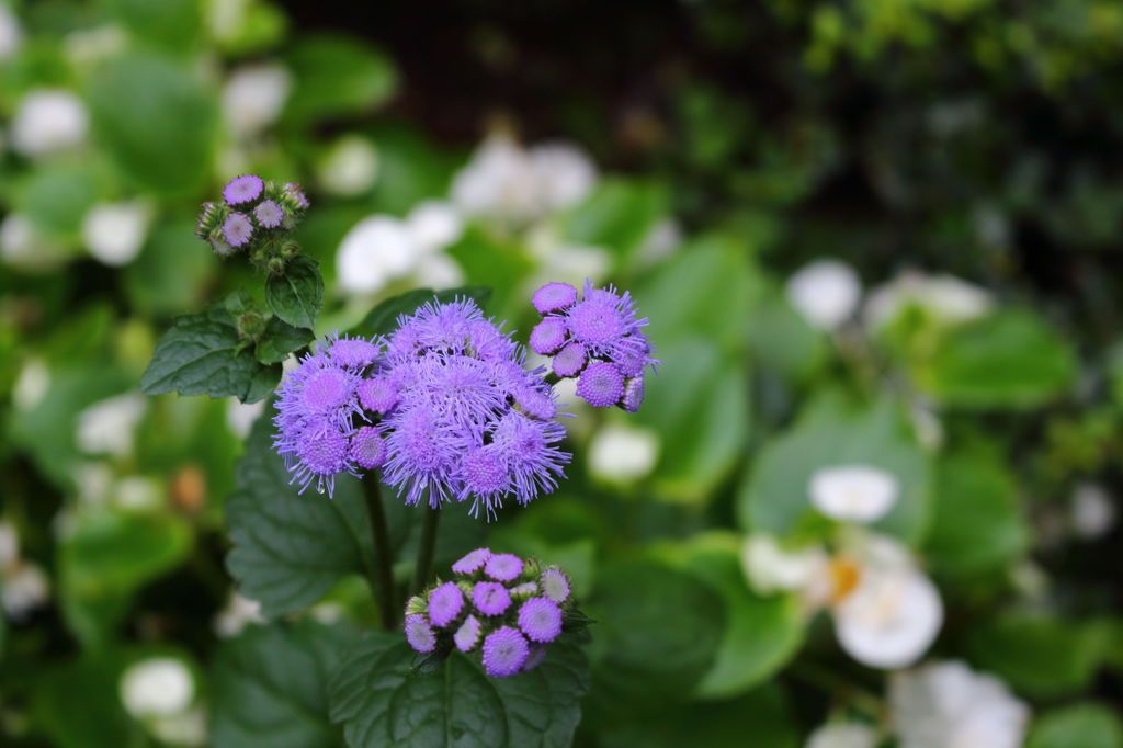 なんのお花でしょー？
