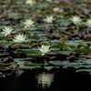 雨を待つ　晴れの日