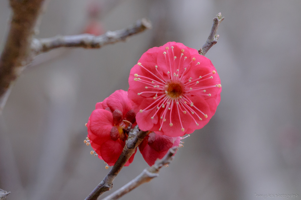 花火花