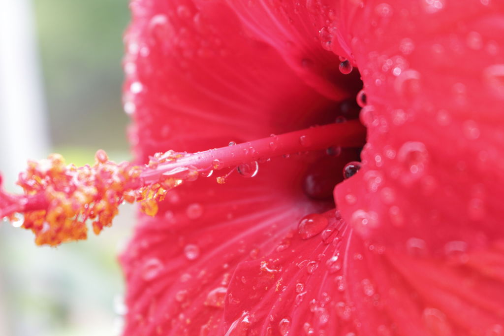 梅雨玉Ⅱ