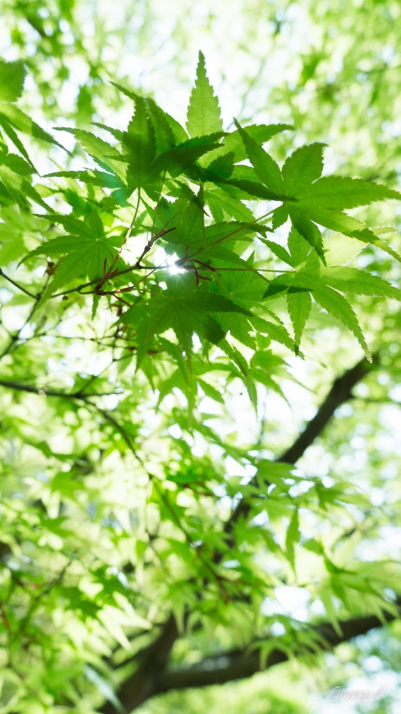 朝の木漏れ日