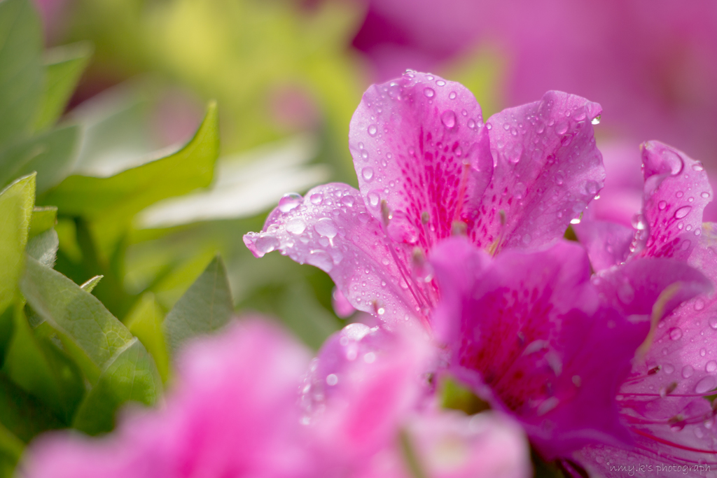 朝の花5