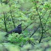 雨とヒヨと