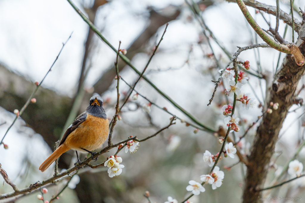 春よ来い～！