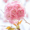 愛を込めて花束を