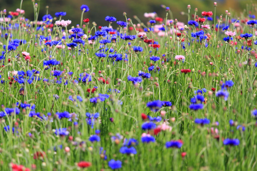 牧場の花畑
