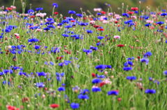牧場の花畑