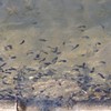 春の音楽を奏でる音符達