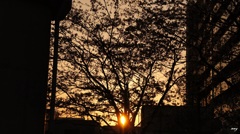 散歩道に落ちる陽