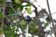 サンショウクイ　参上