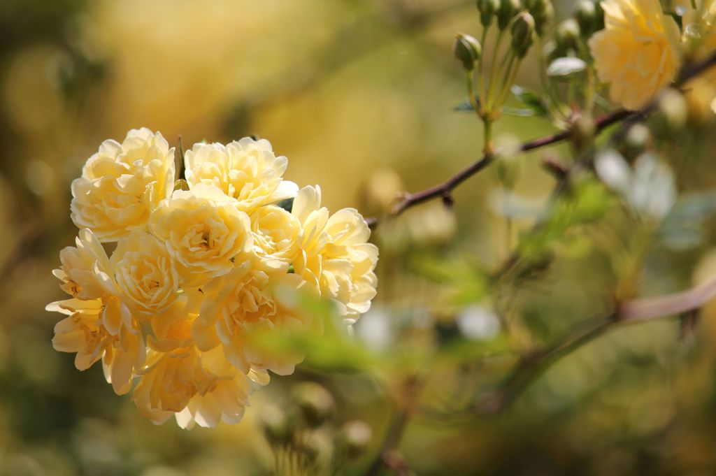 モッコウバラ　アップ