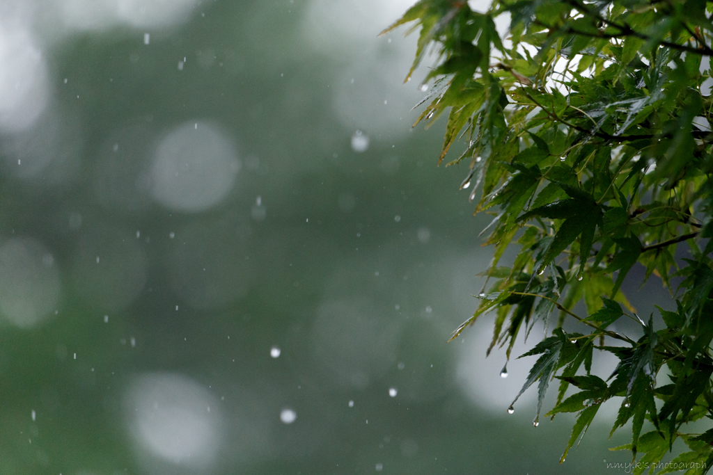 雨だから