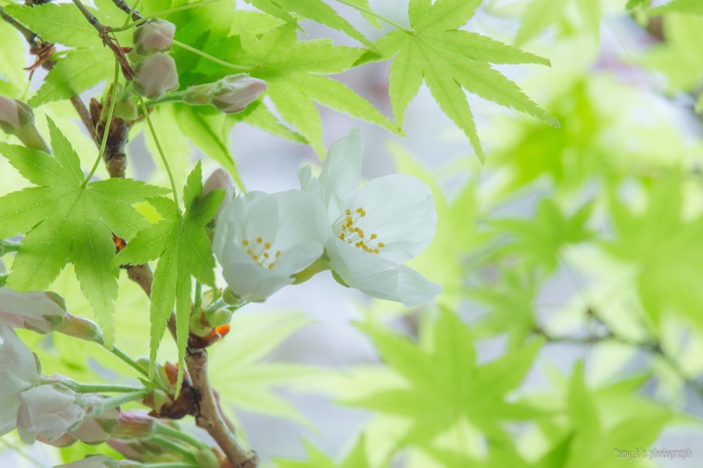 桜紅葉