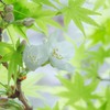 桜紅葉