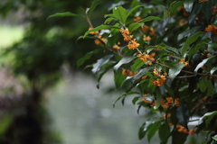 秋の香りと秋雨