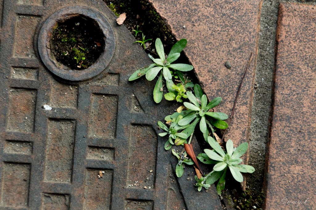 そこに土が有る限り