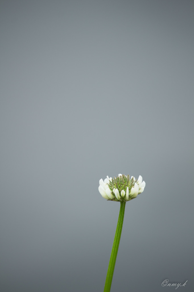 白い春