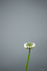 白い春