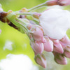 ほんのり桜色