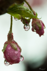 寒桜と雫