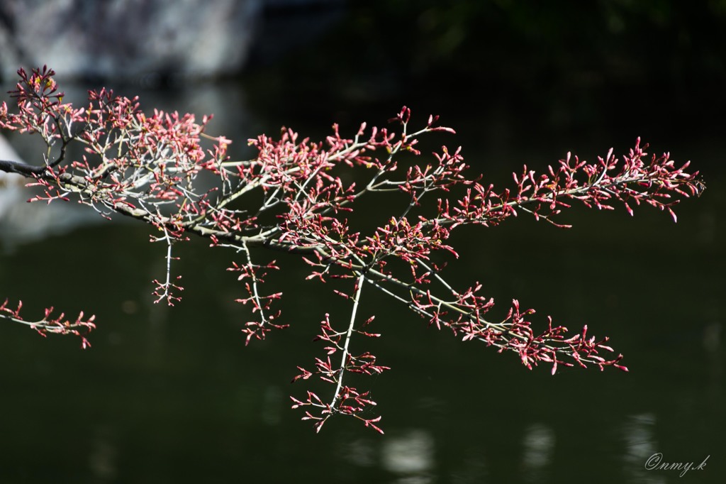 春の紅葉　1