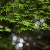 春の終わり