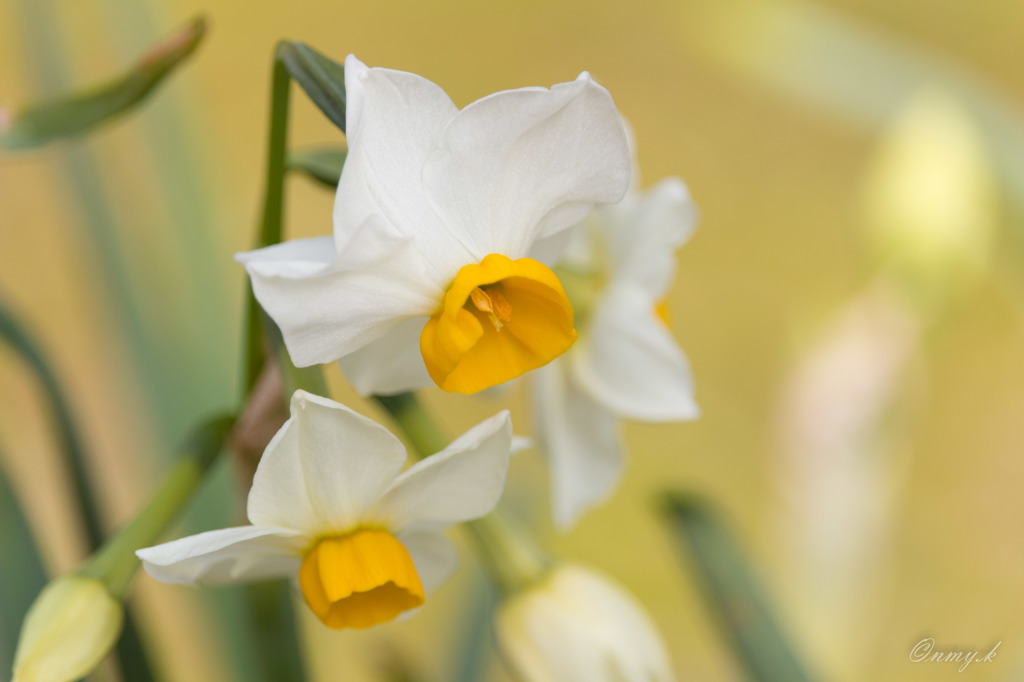 耐えて春を待つ