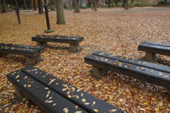落ち葉のベンチ