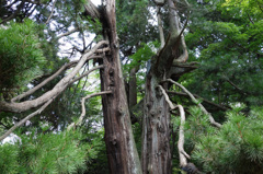 高野槇