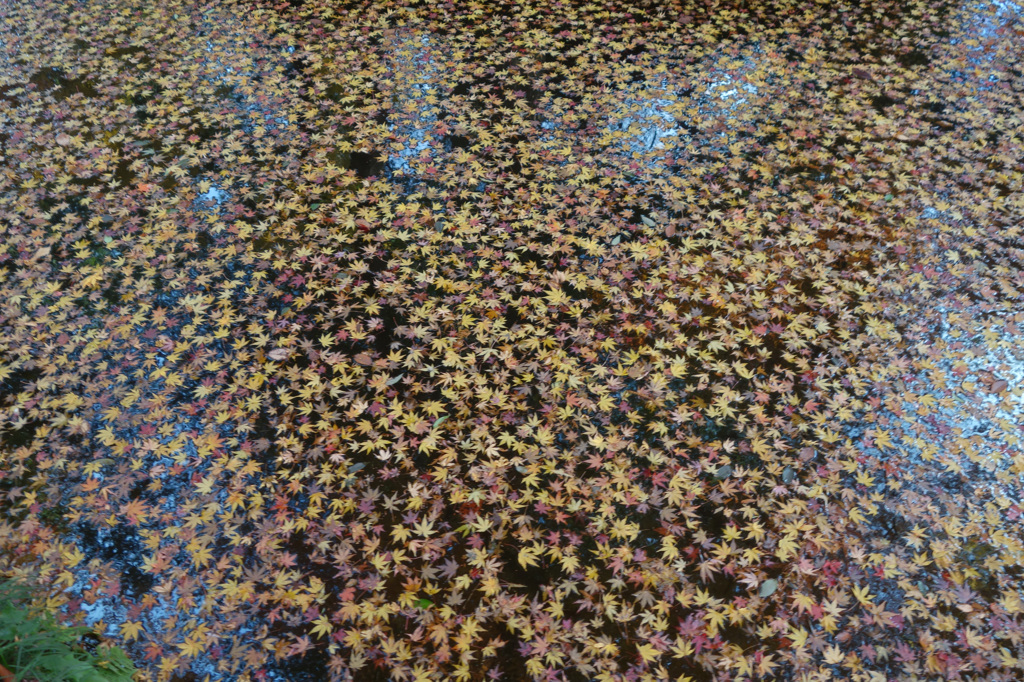 落ち葉の池