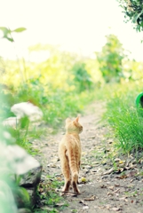 野良猫のすたるじぃ