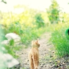 野良猫のすたるじぃ