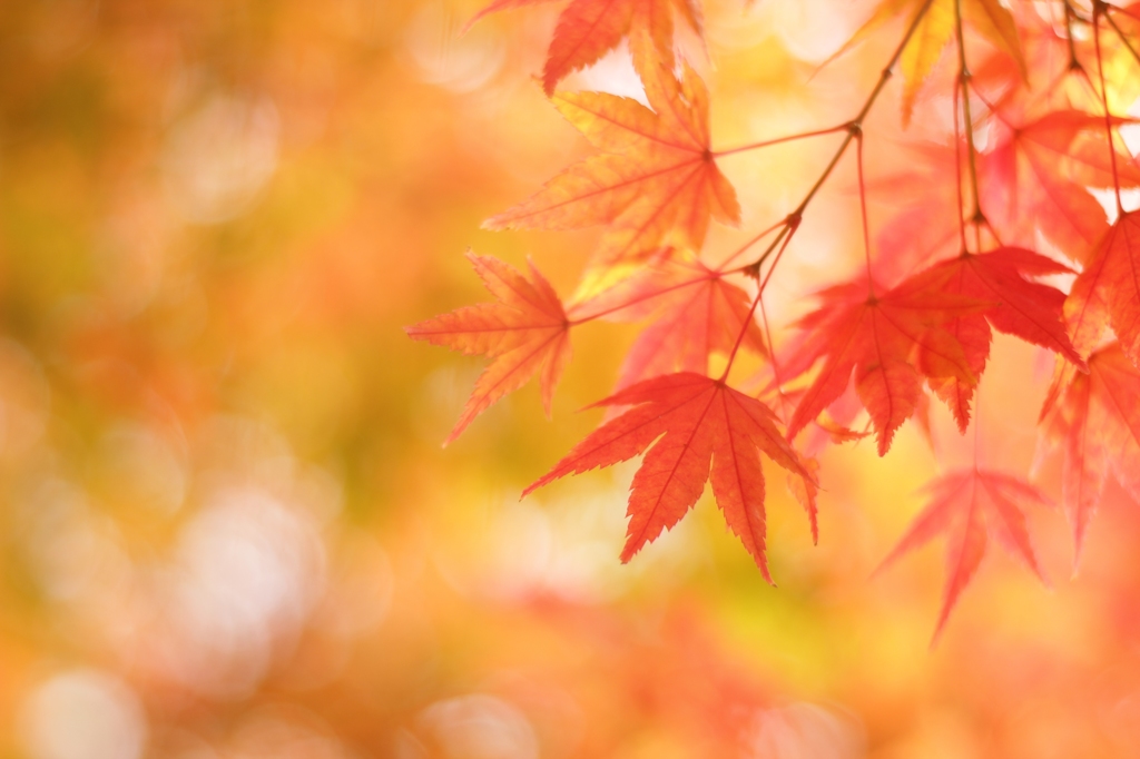 MOMIJI