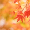 MOMIJI