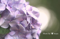 優しい紫陽花
