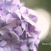 優しい紫陽花