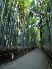 深緑の風