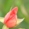 蕾