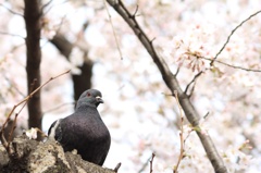 日本の春