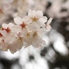 桜キラキラ♪
