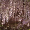 ふりそそぐ希望の陽