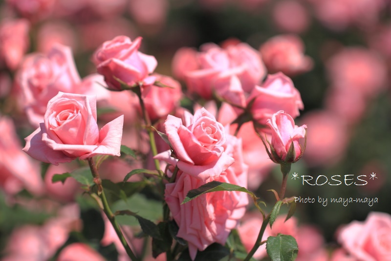 薔薇の妖精たち