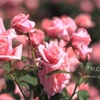薔薇の妖精たち