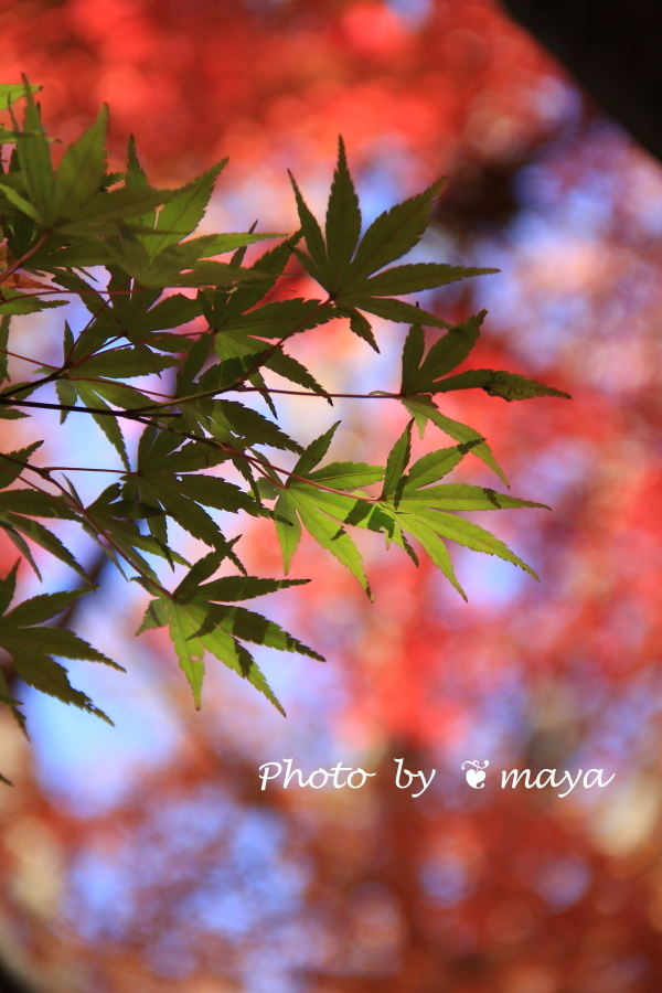 秋を慈しむ日